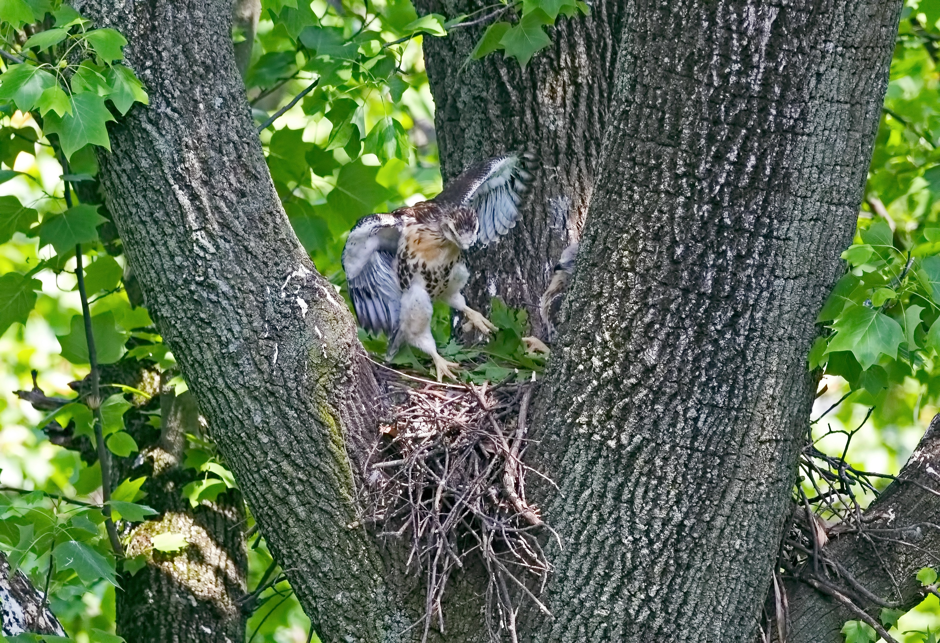 bird on tree during day